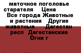 маточное поголовье старателя  › Цена ­ 2 300 - Все города Животные и растения » Другие животные   . Дагестан респ.,Дагестанские Огни г.